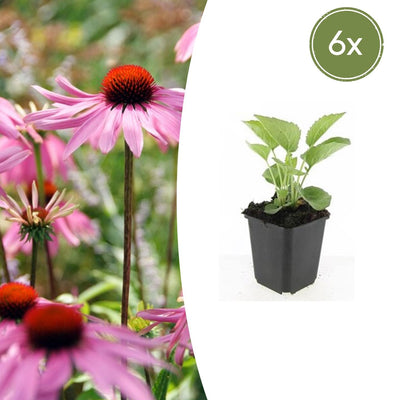 6x Purpur-Sonnenhut 'Magnus', 10-25cm hoch, Ø9cm Topf