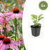 6x Purpur-Sonnenhut 'Magnus', 10-25cm hoch, Ø9cm Topf Bild 1