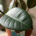 Gummibaum 'Ficus Elastica Cloe' - Pflegeleicht, 65cm, Topf 19cm Bild 4