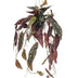 Kunst-Begonie Maculata 'Forellenbegonie' 80cm – Exotische Deko Bild 1