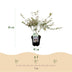 GreenboutiQ Japanischer Ahorn 'Iyoshi' – 2 rosa Pflanzen, 70cm Bild 3