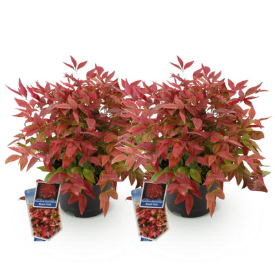 GreenboutiQ - Garden Plant - Nandina Blush Pink - Dark Pink - 2 Plants - Evergreen - Easy Care - Pot 17cm Height 40cm
