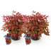 GreenboutiQ - Gartenpflanze - Nandina Blush Pink - Dunkelrosa - 2 Pflanzen - Immergrün - Pflegeleicht - Topf 17cm Höhe 40cm Bild 2