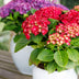 Hortensie 'Forever & Ever' Rot - Blühende Pracht für Balkon & Beet Bild 7