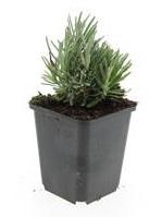 48x Lavendel 'Dwarf Blue' - 10-25cm - Ø9cm