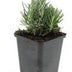 48x Lavendel 'Dwarf Blue' - 10-25cm - Ø9cm Bild 2
