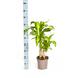 Dracaena Fragrans Massangeana Topf Ø19cm, 70-90cm Bild 2