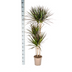 Dracaena Marginata Magenta im Korb, 130-150cm Bild 2