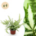 Green boutiQ - Indoor Plant - Pteris cretica Albolineata - Cretan Brake Fern - Pet-Friendly - Colorful - 4 Plants - Pot 12cm - Height 28-30cm Bild 1