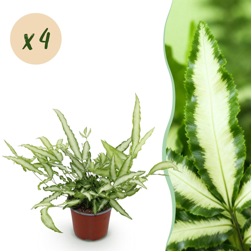 Green boutiQ - Indoor Plant - Pteris cretica Albolineata - Cretan Brake Fern - Pet-Friendly - Colorful - 4 Plants - Pot 12cm - Height 28-30cm