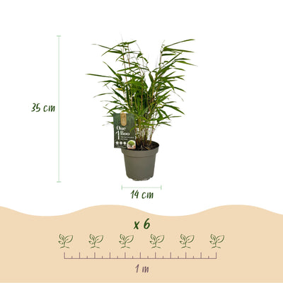 GreenboutiQ Fargesia rufa Bambus: 2 Pflanzen, Immergrün, Topf 14cm
