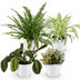 Green boutiQ Plant Mix: Spider Plant, Prayer Plant, Callisia, Fern (Set of 4) Bild 1