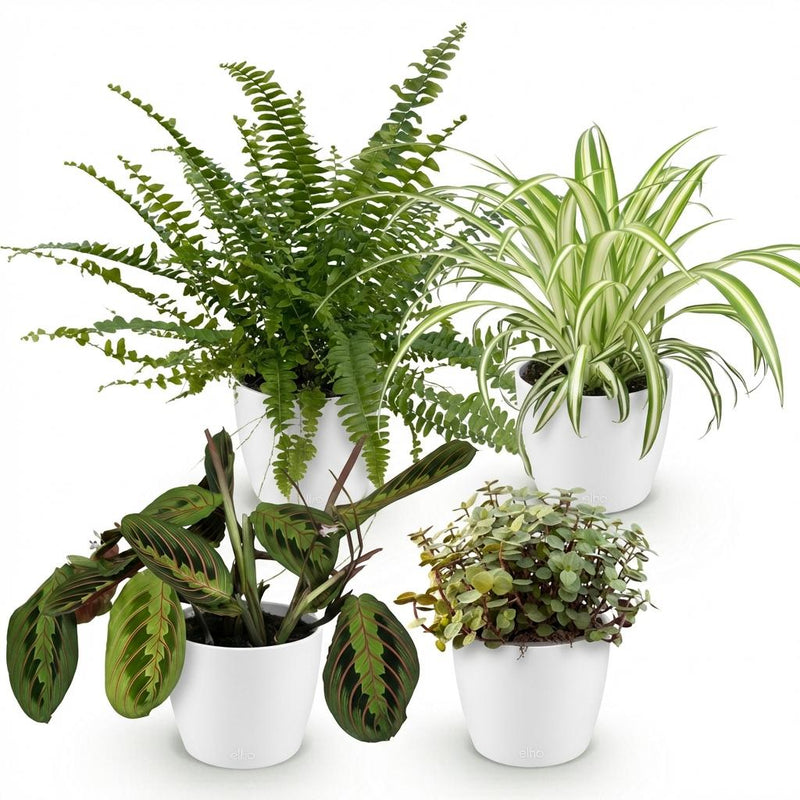 Green boutiQ Plant Mix: Spider Plant, Prayer Plant, Callisia, Fern (Set of 4)