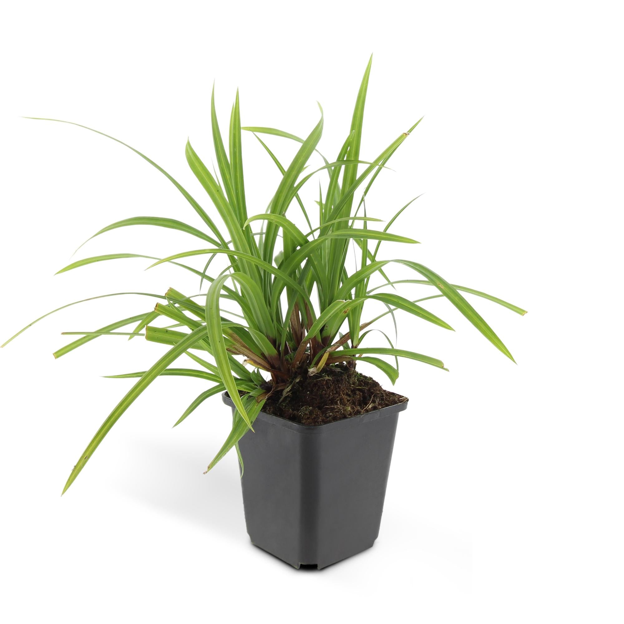 12x Carex morrowii 'Irish Green' - Immergrüner Bodendecker, 10-25cm