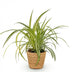 Bunte Graslilie (Chlorophytum comosum Variegatum) mit Korb Bild 2