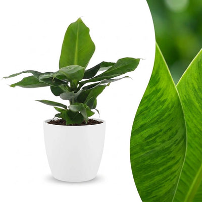 Green boutiQ - Musa Oriental Dwarf - Oriental Dwarf Banana - 1 Plant - with White Pot - Pot 12cm - Height - 30cm
