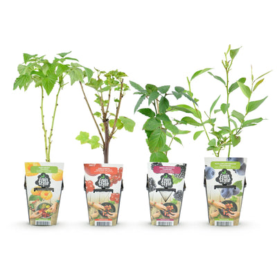GreenboutiQ Obstpflanzen-Set: Rote Johannisbeere, Himbeere, Brombeere, Blaubeere
