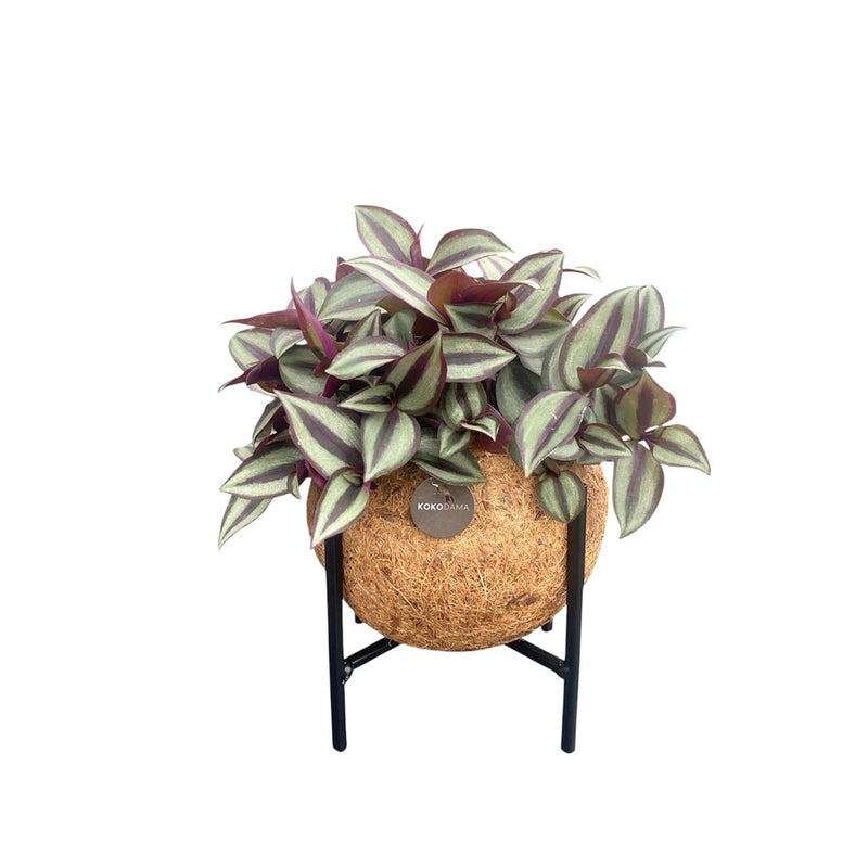 Kokodama Tradescantia zebrina auf Metallständer - Ø15 cm