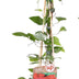 3x Clematis Rouge Cardinal - Schlinger, 65cm Topf Ø15 Bild 2