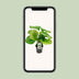 Calathea Orbifolia Houseplant, Ø14cm pot, 45cm high Bild 5