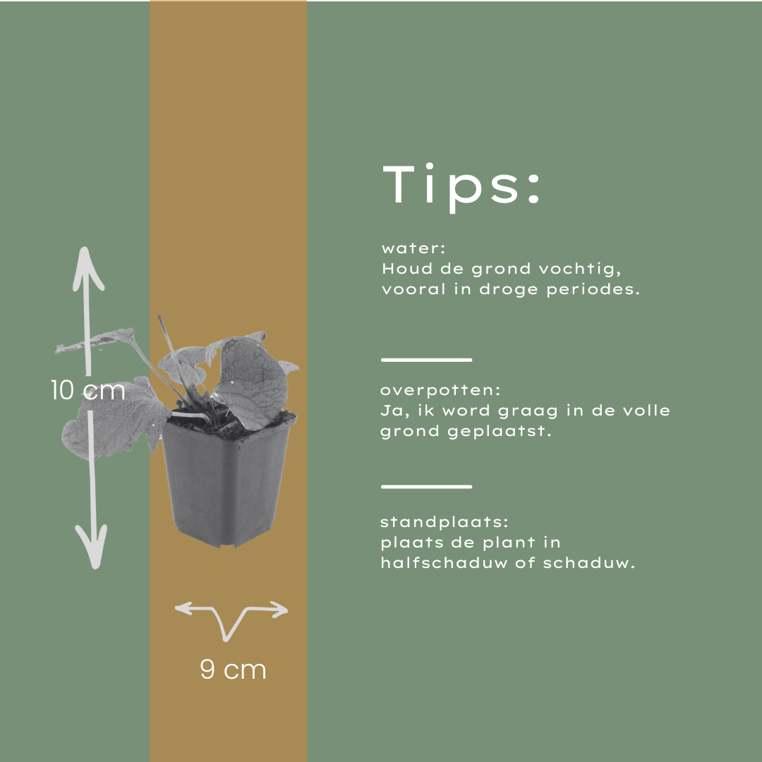 12x Brunnera macrophylla Herzblatt 'Kaukasisches Vergissmeinnicht'