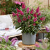 Buddleja davidii 'Little Ruby' - Butterfly Bush, 3 Plants Bild 6