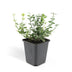 24x Euonymus 'Emerald Gaiety' - 10-25cm pot Ø9cm Bild 2