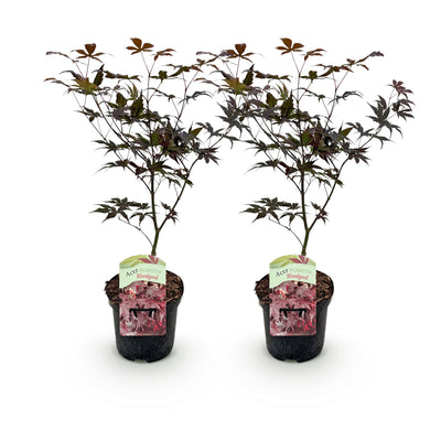 Japanischer Ahorn 'Bloodgood' – Rote Blätter, 2er-Set, 70cm