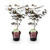 Japanischer Ahorn 'Bloodgood' – Rote Blätter, 2er-Set, 70cm Bild 2