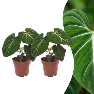 Green boutiQ - Philodendron Gloriosum - Gloriosum Philodendron - 2 Pflanzen - Topf 12cm - Höhe - 25cm