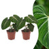 Green boutiQ - Philodendron Gloriosum - Gloriosum Philodendron - 2 Pflanzen - Topf 12cm - Höhe - 25cm Bild 1