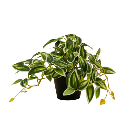 Kunstpflanze Tradescantia Grün/Weiß im Topf - 19cm