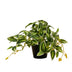 Kunstpflanze Tradescantia Grün/Weiß im Topf - 19cm Bild 1