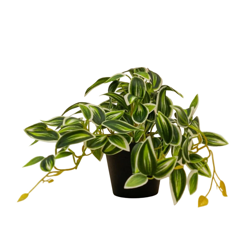 Kunstpflanze Tradescantia Grün/Weiß im Topf - 19cm