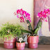 Kolibri Home | Timeless Übertopf - Rosa - Ø12 cm Bild 2
