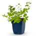 Green boutiQ - Stauden - Nepeta faassenii 'Six Hills Giant' - Katzenminze - Bienen- und Schmetterlingsanwerfer - Lila - 1 Pflanzen - Topf 11cm - Höhe 15-25cm Bild 2