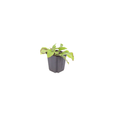 12x Beinwell 'Wisley Blue' - 10-25cm - Ø9cm