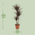 Dracaena Magenta 120cm – Elegant Dragon Tree in Ø21cm Pot Bild 2