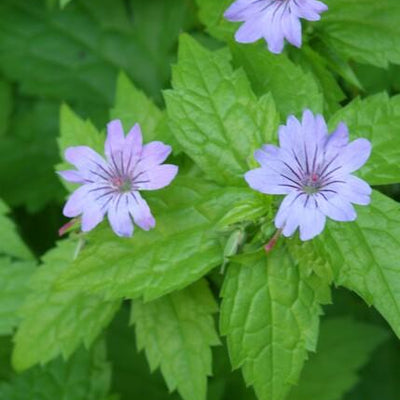 12x Geranium nodosum - Storchschnabel - winterhart, purpurfarbene Blüten