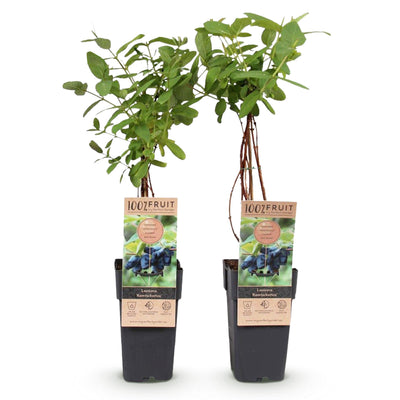 Honigbeere 'Kamchatika' Lonicera caerulea – 2 Pflanzen