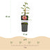 GreenboutiQ Kletterrose 'Salmon Queen' - 2 Pflanzen, hellrosa Blüten Bild 3