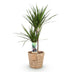 Dracaena Marginata (Dragon Tree) Pot 21cm, H: 90-100cm, Green Bild 2