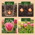 24x Tulipa Striped Crown: Gestreifte Krone Tulpenzwiebeln (11/12) Bild 4