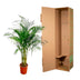 Dypsis Lutescens (Areca Palme) - 160 cm - Ø27 cm Topf Bild 4