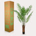 Kunstpflanze Goldpalme Areca Lutescens, 180 cm - Immergrüner Tropen-Look Bild 5