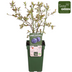 Bio-Heidelbeere 'Reka' – Topf Ø13cm, Höhe 45cm Bild 3