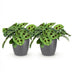 2x Maranta Fascinator Zebra Plant, Pot 12cm, Height 25cm Bild 2