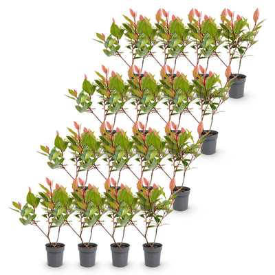 Green boutiQ - 16x Photinia fraseri Little Red Robin - Glanzmispel - Heckenpflanzen - Immergrün - Rot - Topf 9cm - Höhe 25-35cm