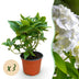 3x Weiße Hortensie 'Macrophylla' winterhart, 20-30cm, Topf 12cm Bild 1