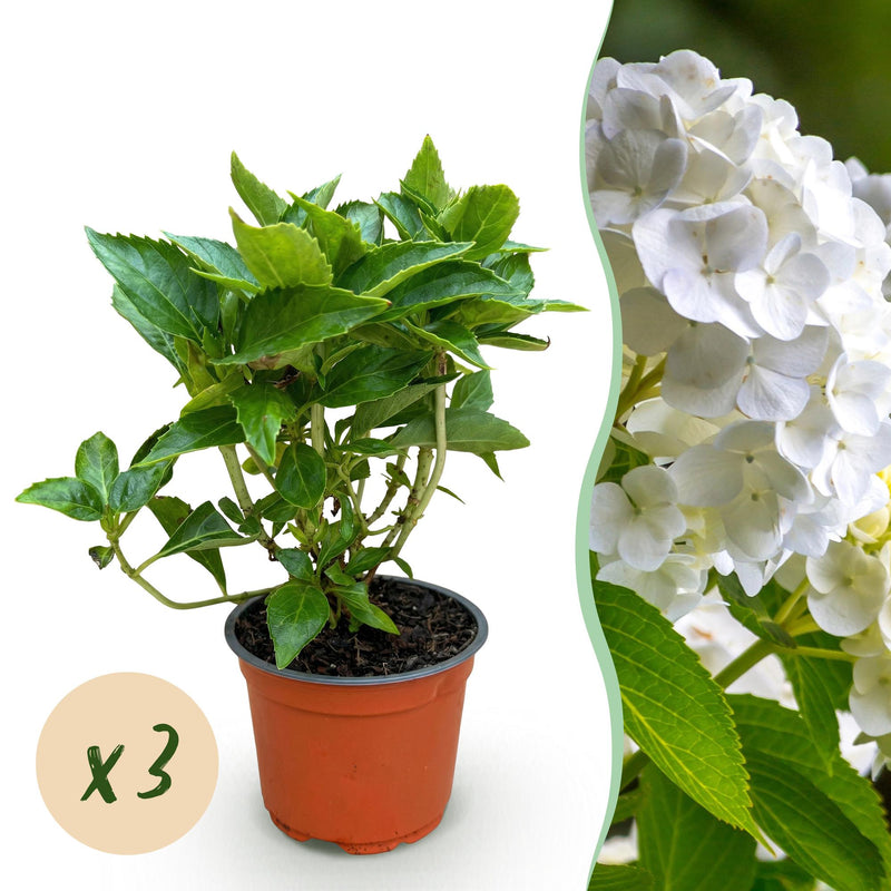 3x Weiße Hortensie 'Macrophylla' winterhart, 20-30cm, Topf 12cm